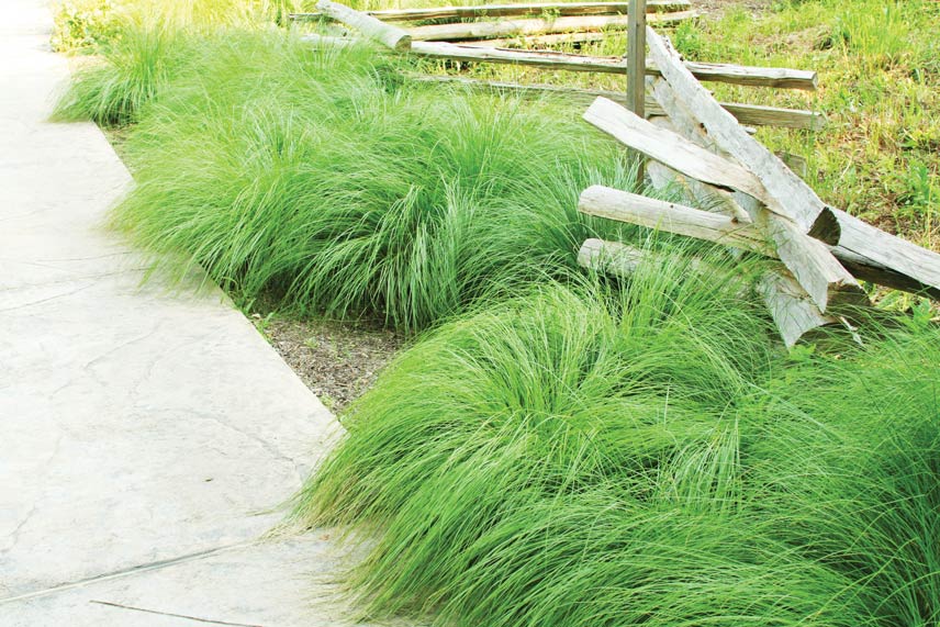 Sporobolus-heterolepis.rgb_.merv_2412 Opens in new window