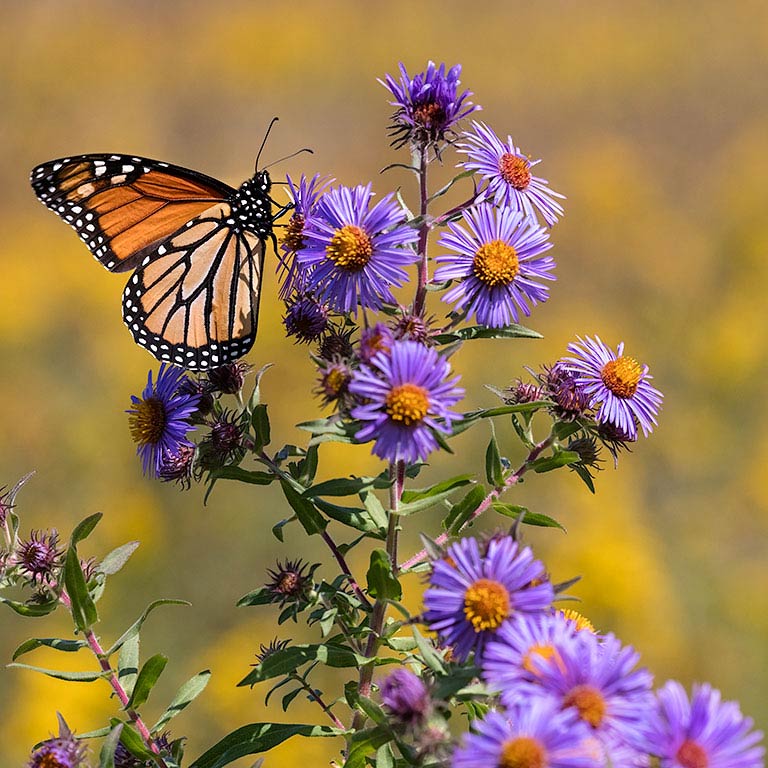 enlarge_Monarch-Butterfly_3100 Opens in new window
